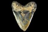 Fossil Megalodon Tooth - North Carolina #145461-2